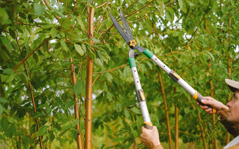 Tree trimming in Taos, NM